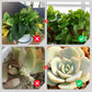 🔥2024 HOT SALE 45% OFF🔥 Slow-Release Organic Fertilizer In Stick Form For Indoor Plants（BUY 5 GET 10 FREE）