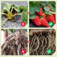 Strong Root Amino Acid Water-soluble Fertilizer
